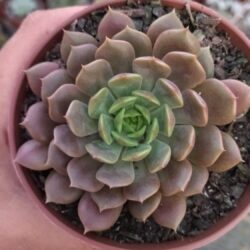 Suculenta Echeveria Pluto