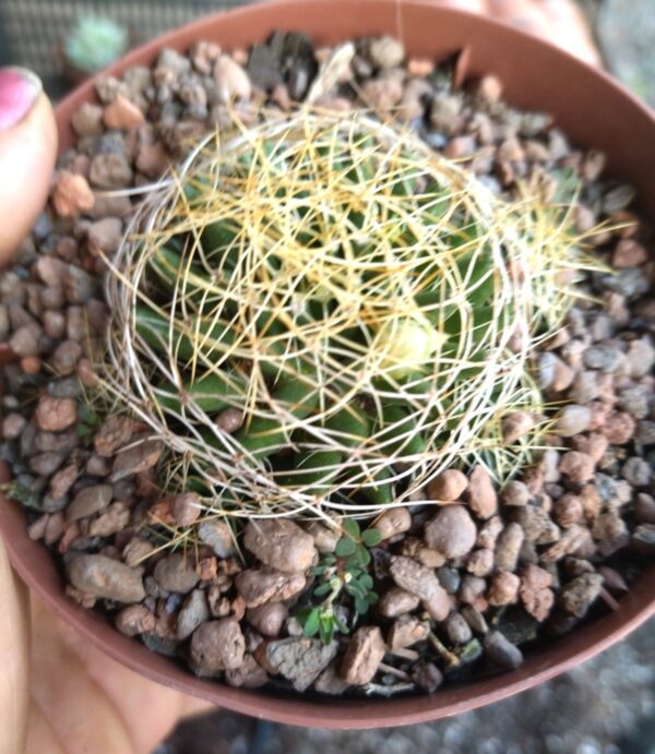 Planta Cacto Mammillaria Camptotricha - Image 3