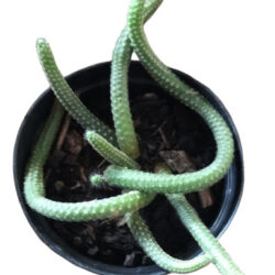 Cacto pendente Rabo De Rato Pelado Vaso 11 exotica,rara