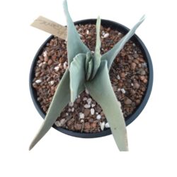 Planta Suculenta Falcata folha grossa