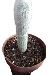 Cacto Cabeça De Velho Ou Cacto Cleistocactus Strausii Pt 15