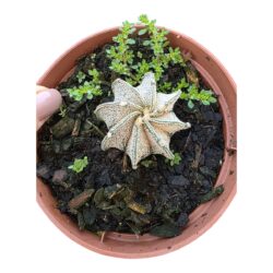 CACTO ASTROPHYTUM CAPRICORNE V. MAJOR