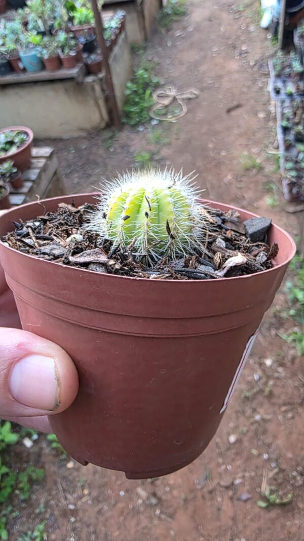 Cacto Parodia Magnifica Variegata(pequena) - Image 2