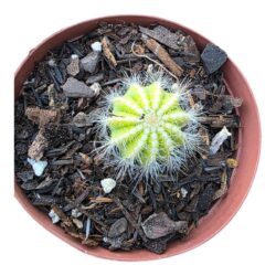 Cacto Parodia Magnifica Variegata(pequena)