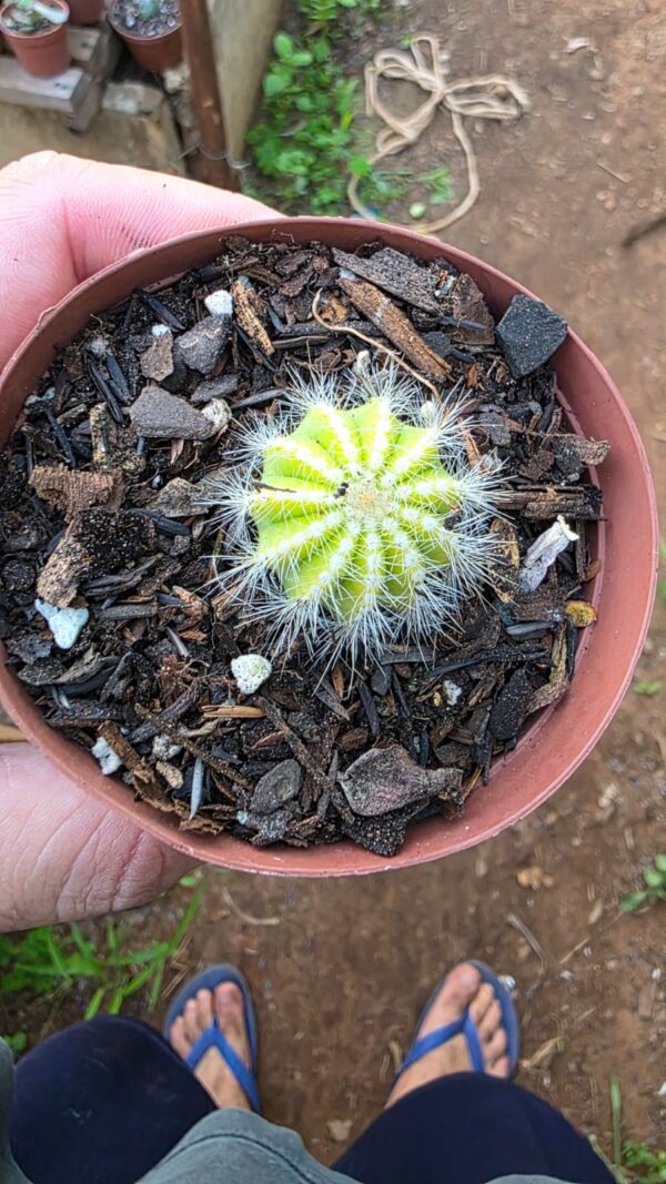 Cacto Parodia Magnifica Variegata(pequena) - Image 3
