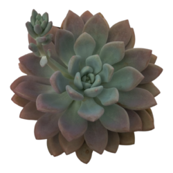 Suculenta Opalina vaso 11cm