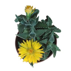 Planta Suculenta Falcaria Tigrina