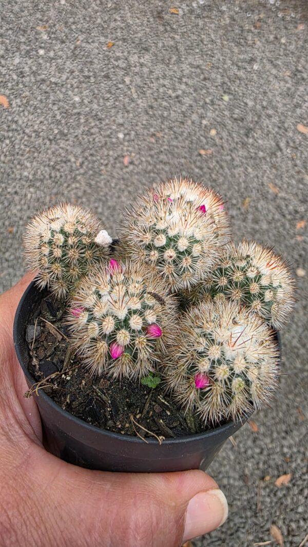 Cacto Mammilaria Gracillis cv. Texensis - Image 3