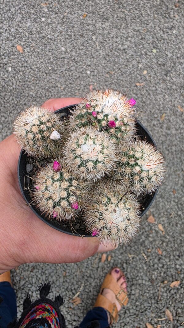 Cacto Mammilaria Gracillis cv. Texensis - Image 6
