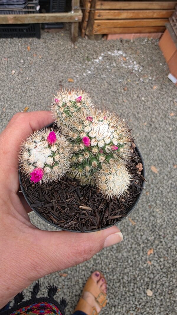 Cacto Mammilaria Gracillis cv. Texensis - Image 4