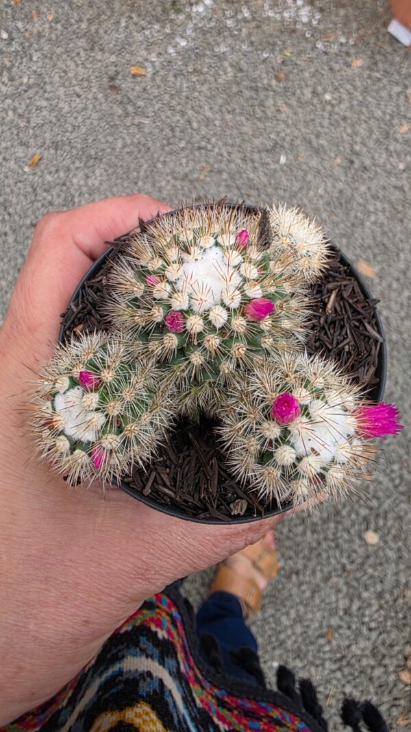 Cacto Mammilaria Gracillis cv. Texensis - Image 7