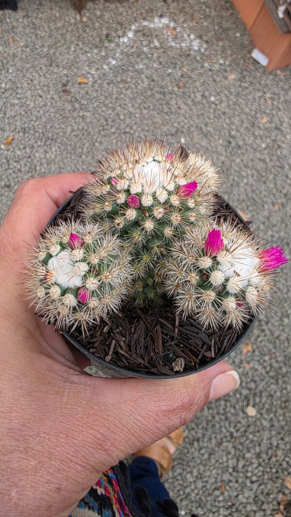 Cacto Mammilaria Gracillis cv. Texensis - Image 5