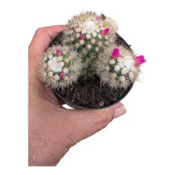 Cacto Mammilaria Gracillis cv. Texensis