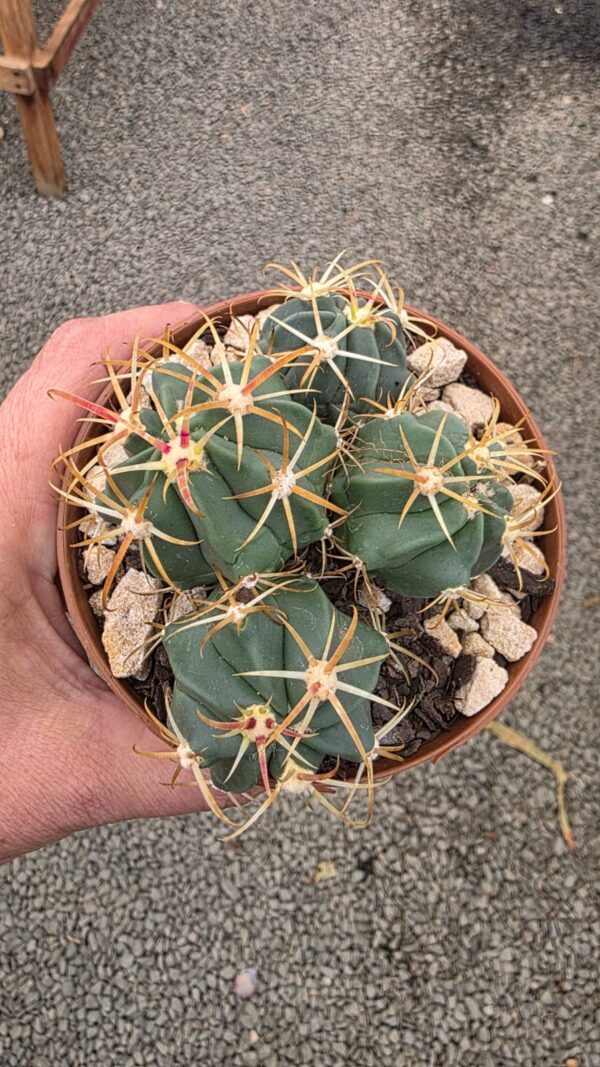 Cacto Ferocactus Recurvus vaso 11 cm - Image 2