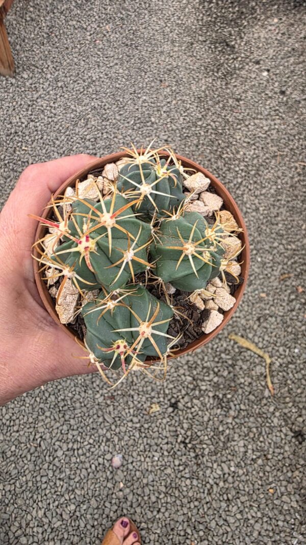 Cacto Ferocactus Recurvus vaso 11 cm - Image 6