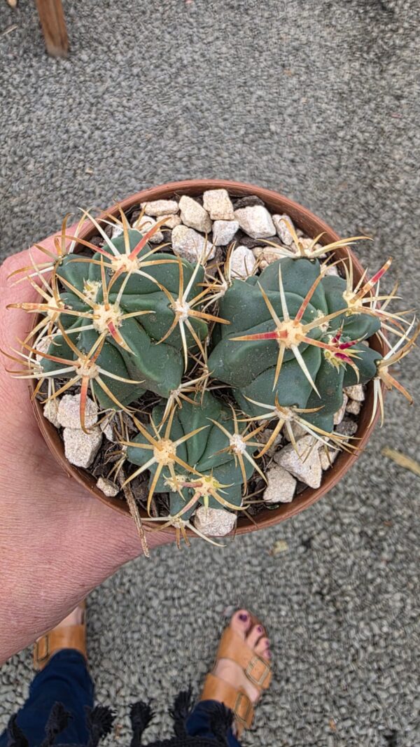 Cacto Ferocactus Recurvus vaso 11 cm - Image 4