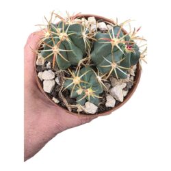Cacto Ferocactus Recurvus vaso 11 cm
