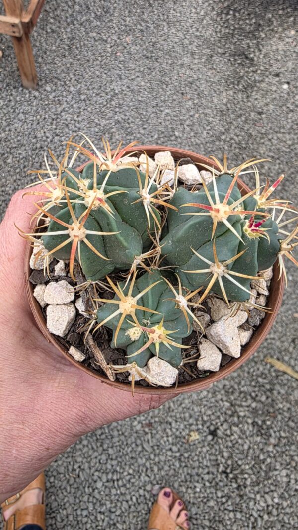 Cacto Ferocactus Recurvus vaso 11 cm - Image 5