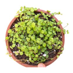 Suculenta Peperomia Rotundifolia - Colar de lentilhas
