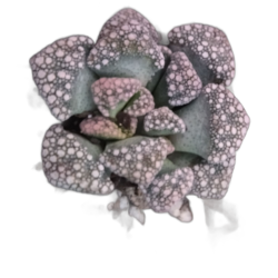 Suculenta TITANOPSIS CALCAREA