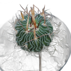 Cacto Stenocactus Ylloid