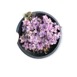 Suculenta Tostão variegata Rosa