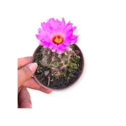 Cacto Thelocactus Bicolor Flor Rosa Cacto Raro Colecionador