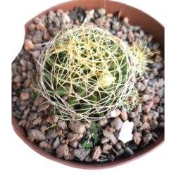 Planta Cacto Mammillaria Camptotricha