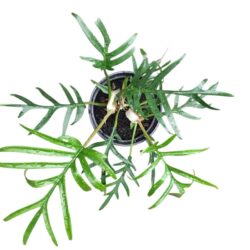 Philodendron Tortum