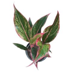 Aglaonema Siam Aurora (borda vermelha)