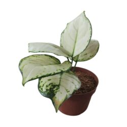 Aglaonema Super White pote 11 - Ornamental