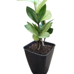 Zamioculca Camaleão - Ornamental