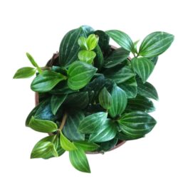 Planta Ornamental Peperomia Puteolata cuia 13