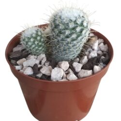 Mammillaria Bombycina Branca