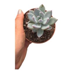 Planta Suculenta Echeveria Powder Puff