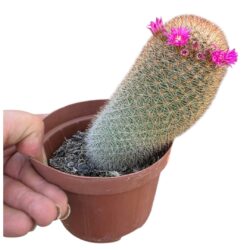 Cacto membro ou MAMMILLARIA SPINOSISSIMA