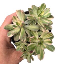 Suculenta Aeonium Castello Paivae pote 9