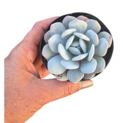 Suculenta Echeveria Lauii