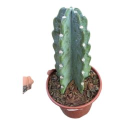 Cacto Mandacaru Sem Espinho