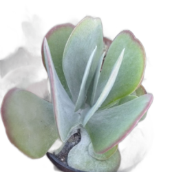 Suculenta Kalanchoe Thyrsiflora ou orelha de elefante