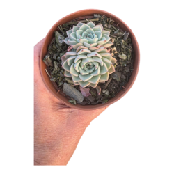 Planta Suculenta Echeveria Sara Hime Botan