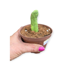 Trichocereus Bridgesii Monstruoso ‘Cacto Penis” – Pote 11