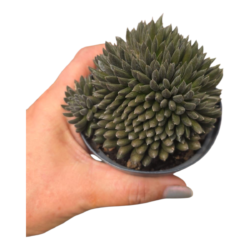 Suculenta Sinocrassula Yunnanensis