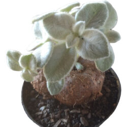 Planta Rainha-do-abismo (sinningia Leucotricha) Pote 11