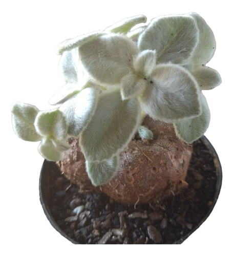 Planta Rainha-do-abismo (sinningia Leucotricha) Pote 11