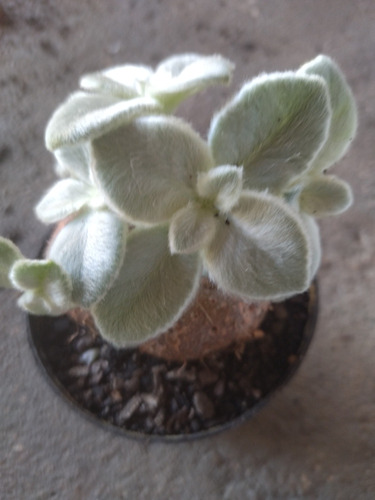 Planta Rainha-do-abismo (sinningia Leucotricha) Pote 11 - Image 2