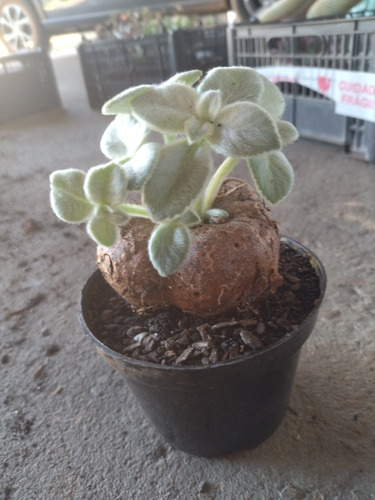 Planta Rainha-do-abismo (sinningia Leucotricha) Pote 11 - Image 3