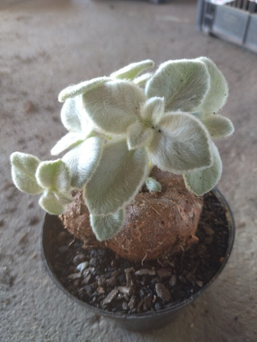 Planta Rainha-do-abismo (sinningia Leucotricha) Pote 11 - Image 4