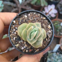 Suculenta Echeveria Lovely Rose - POTE 6 CM DE DIAMETRO