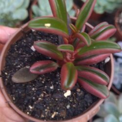 Suculenta Peperonia Graveolens